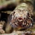 lizardfish_reef_res_h_0705_png0273.jpg